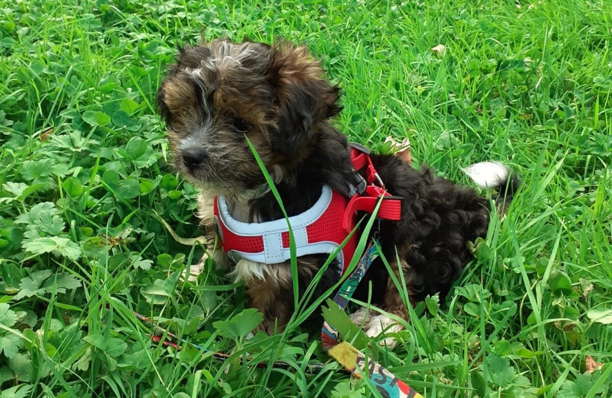 Câinii rezidenți și turiști, taxați în Italia. Măsura care intră în vigoare din 2026