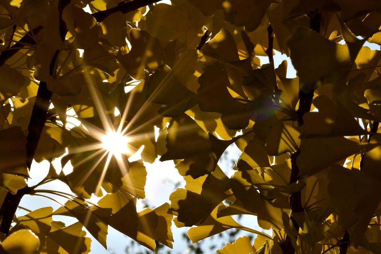 Prognoza meteo, 22 noiembrie. Toamnă doar în calendar. Începutul de weekend aduce temperaturi peste medie