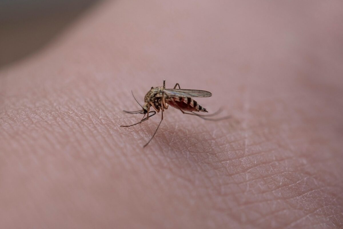 Cazuri de West Nile în opt județe și în București. Cum poate fi prevenită infectarea