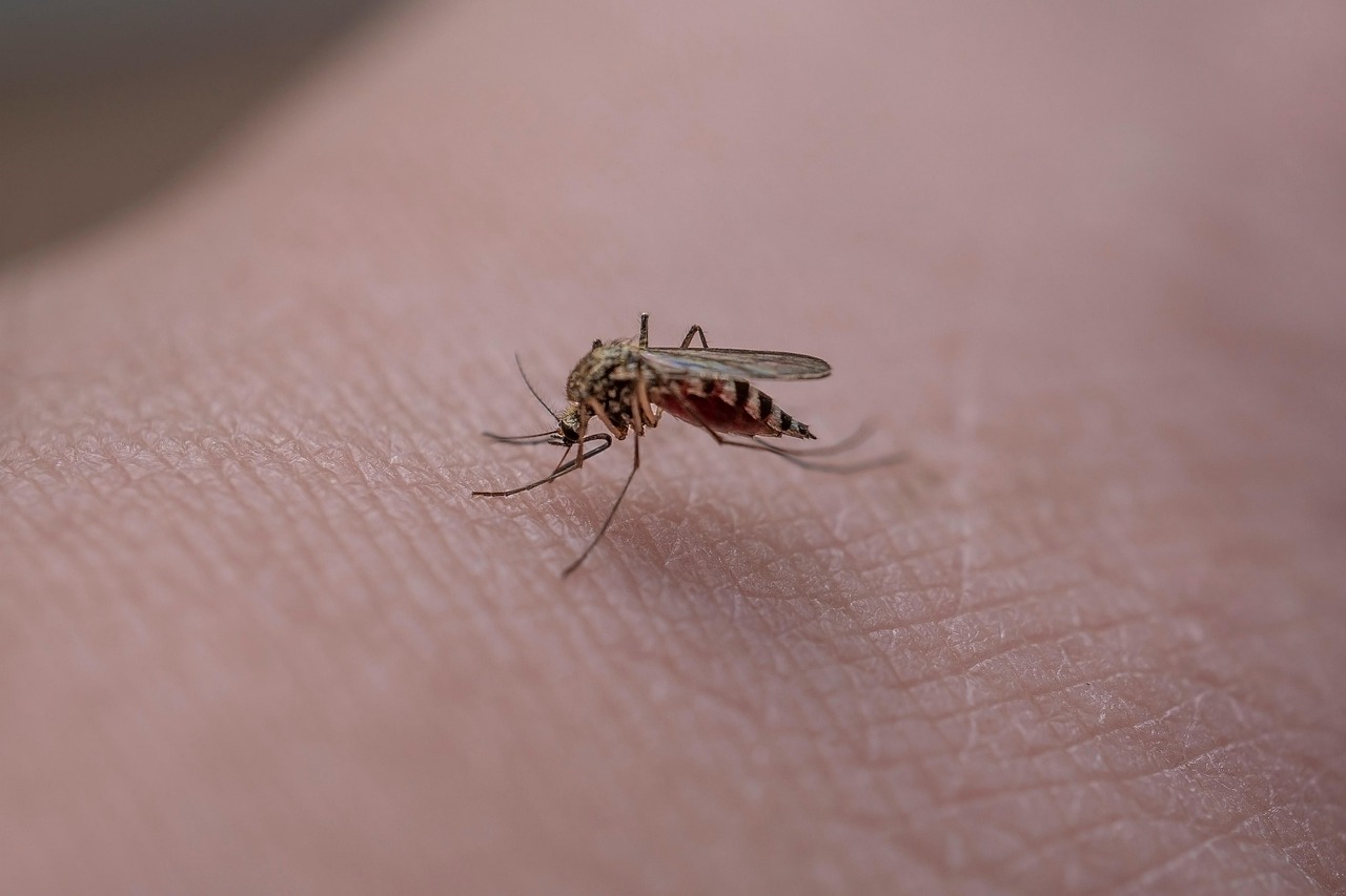 Cazuri de West Nile în opt județe și în București. Cum poate fi prevenită infectarea