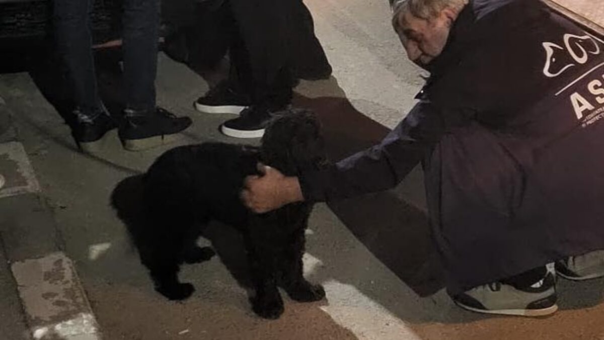 Bărbatul filmat când își lovea câinele, cercetat penal pentru rănirea cu intenție a animalelor