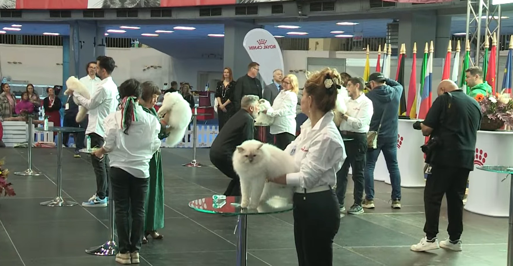 Pisica Wild Forest’s Nordri, desemnată Campion Mondial 2025 la Romexpo