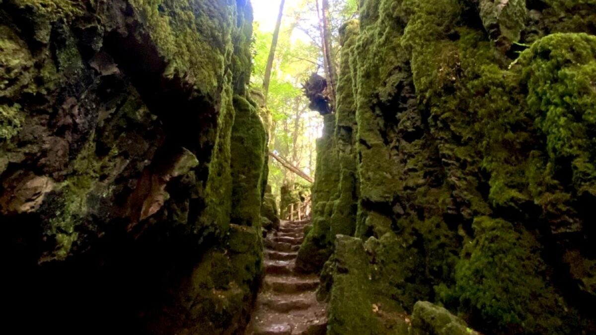 Pădurea desprinsă dintr-un film fantasy: ai impresia că ești în „Stăpânul Inelelor”