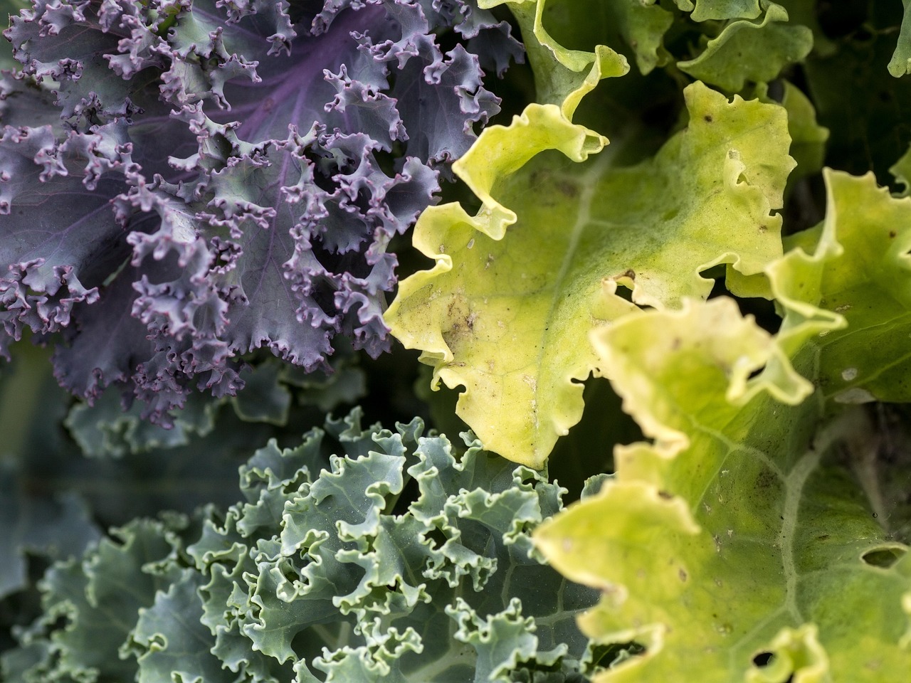 Varza kale