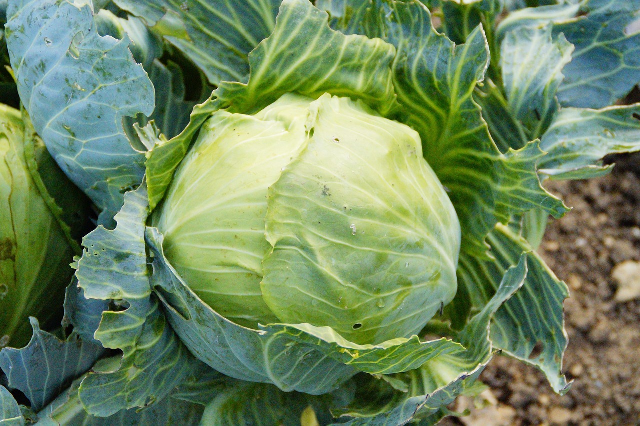 Varza verde