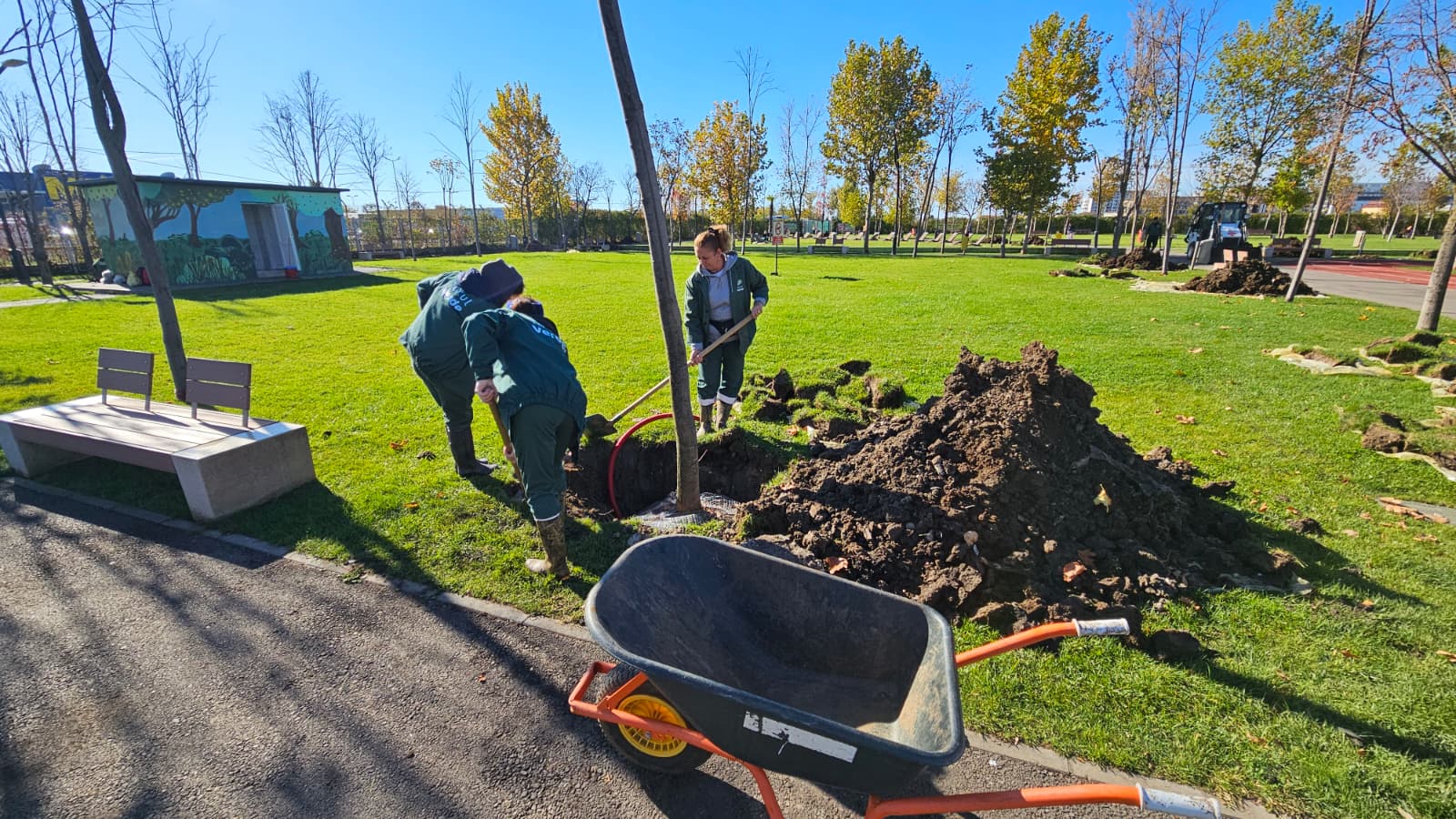 Sancțiuni noi în capitală pentru defrișări și tăieri de arbori. Ce riscați