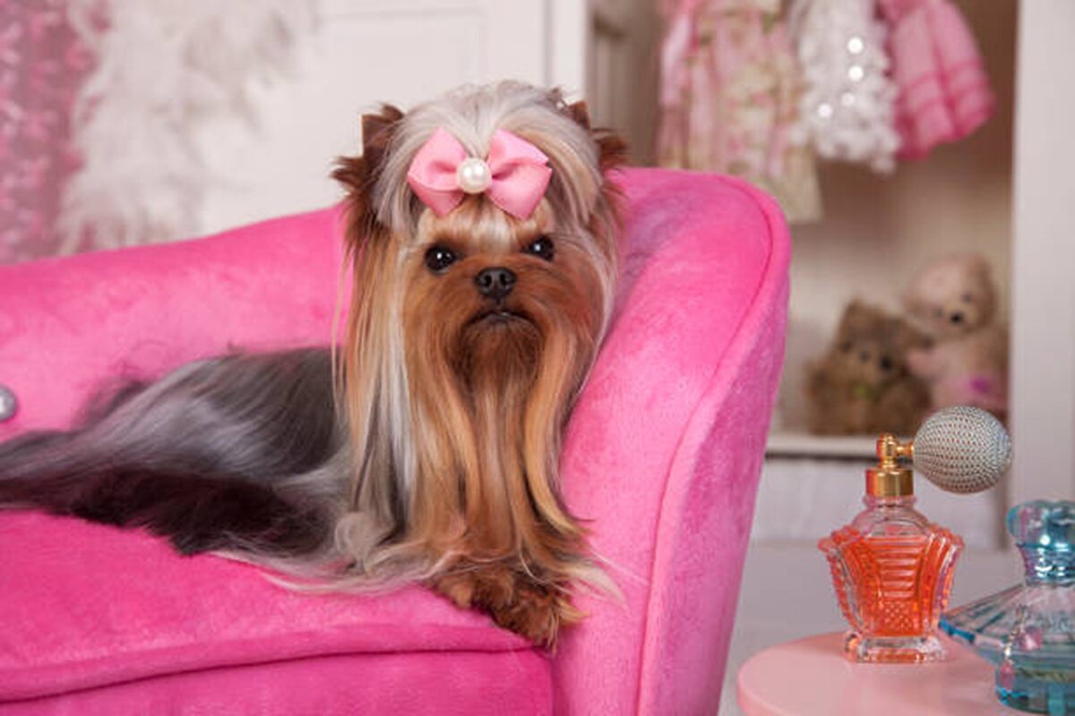 Cum își răsfață bogații câinii. Yoga și parfurmurile Dior nu lipsesc de pe listă