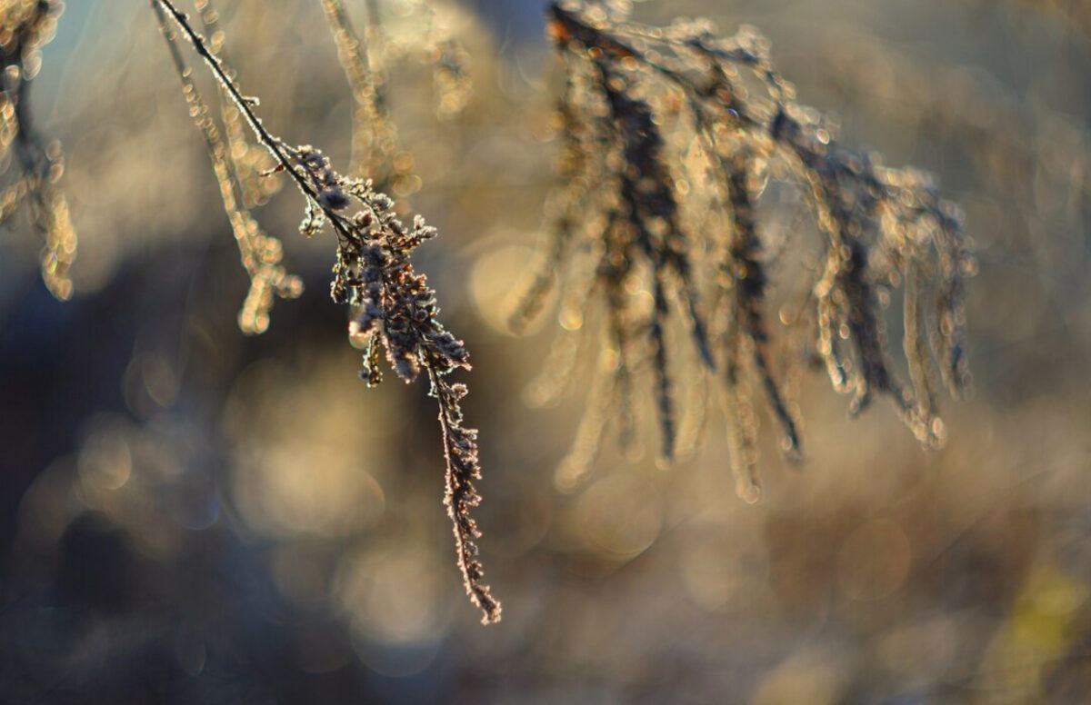 Prognoza meteo, 1 Decembrie. Prima zi de iarnă aduce temperaturi scăzute, ploi și ninsori. Bucureștenii vor urmări parada în frig