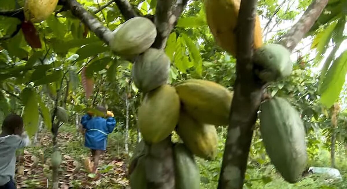Cum au evoluat „pădurile de ciocolată”. Ce se întâmplă cu peste un milion de copii din industria cacao