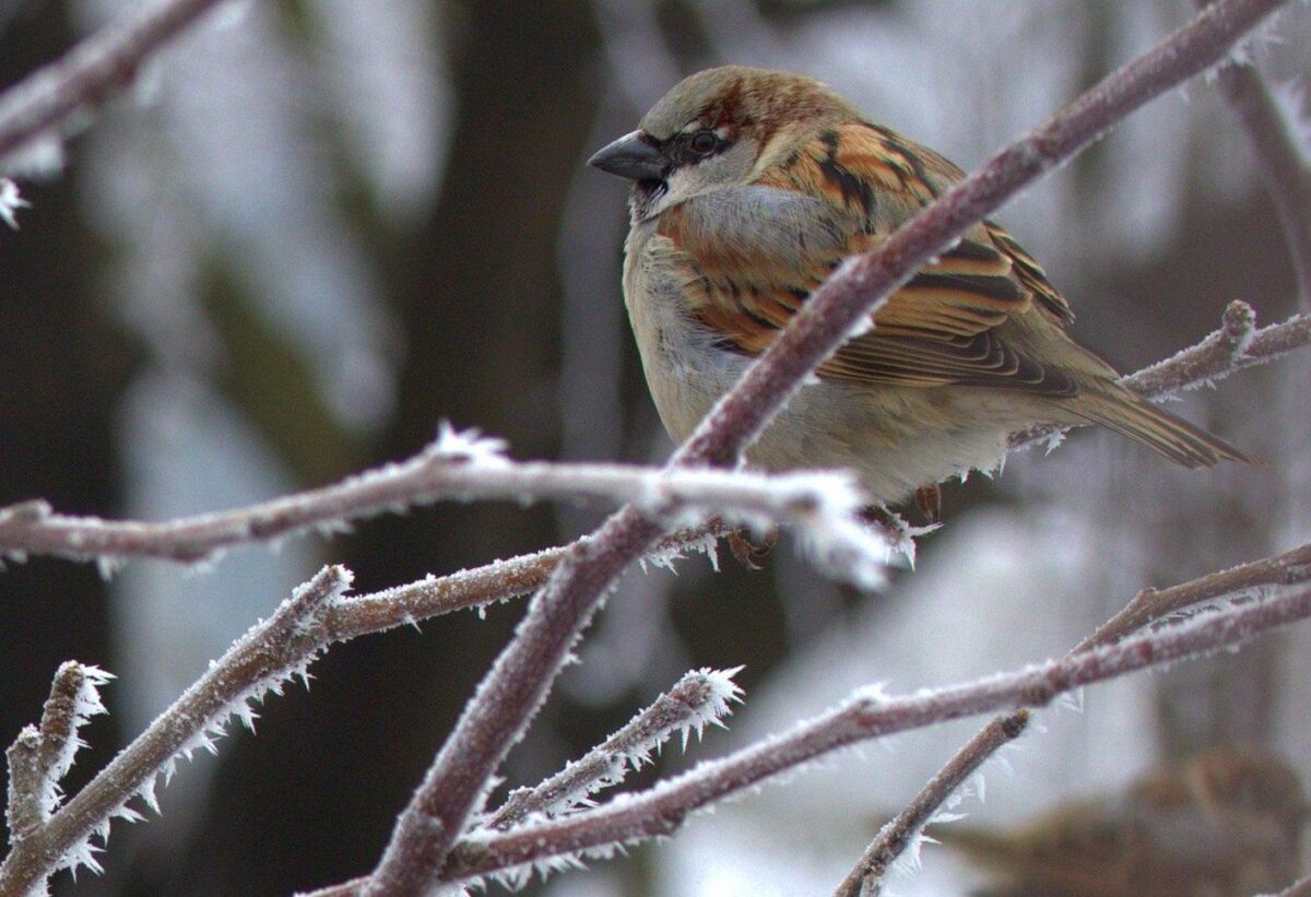 Crăciun pe stil vechi cu ger și polei. Frigul pune stăpânire pe Republica Moldova