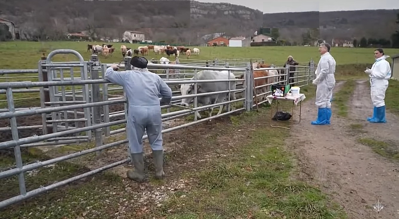 Dermatoza nodulară atacă fermele. Franța mobilizează armata în lupta împotriva epidemiei