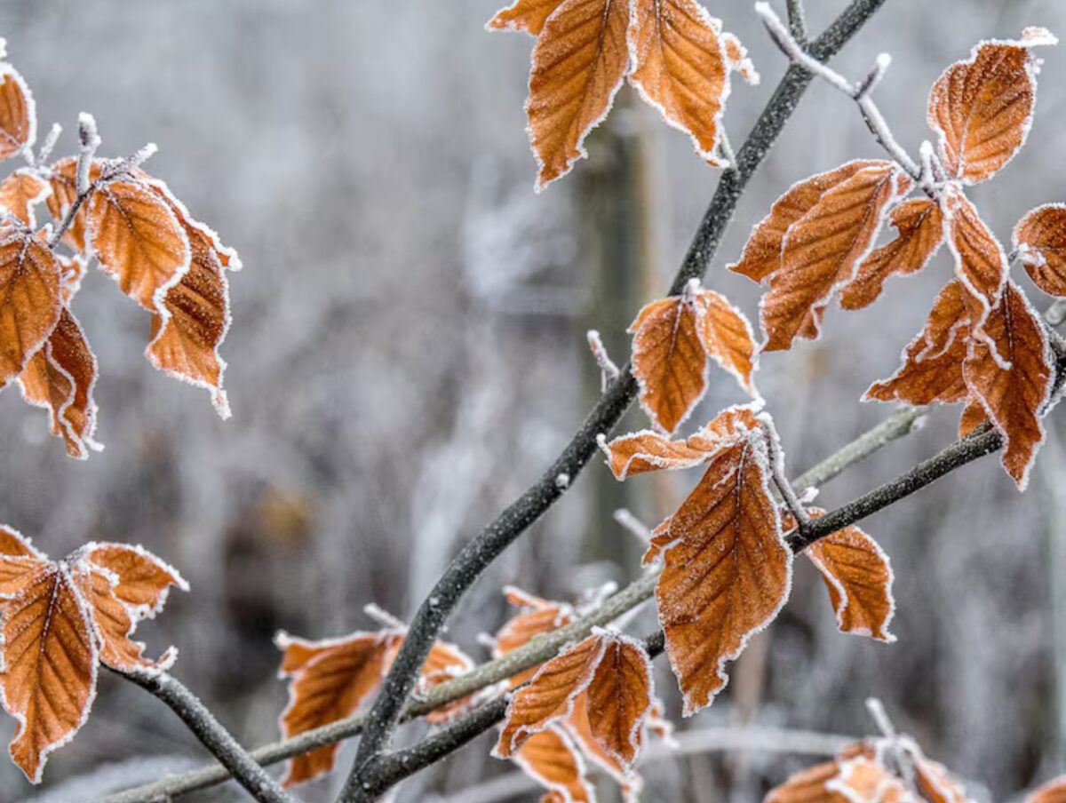 Prognoza meteo, 19 decembrie. Final de săptămână cu vreme neobișnuită. Ceața persistentă în unele județe