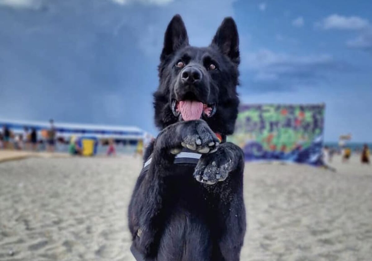 A murit Șuier, unul dintre cei mai cunoscuți câini ai Poliției Române. Era un simbol al misiunilor antidrog