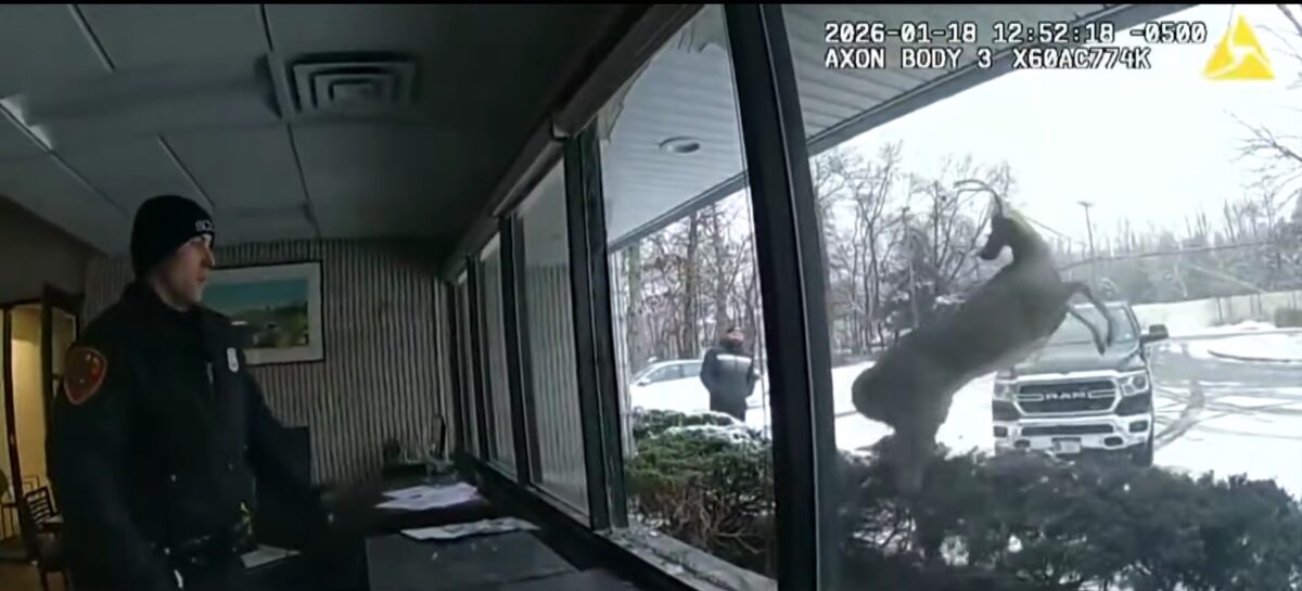 Incident neobișnuit în New York. Un cerb a intrat într-o bancă și a pus pe jar poliția