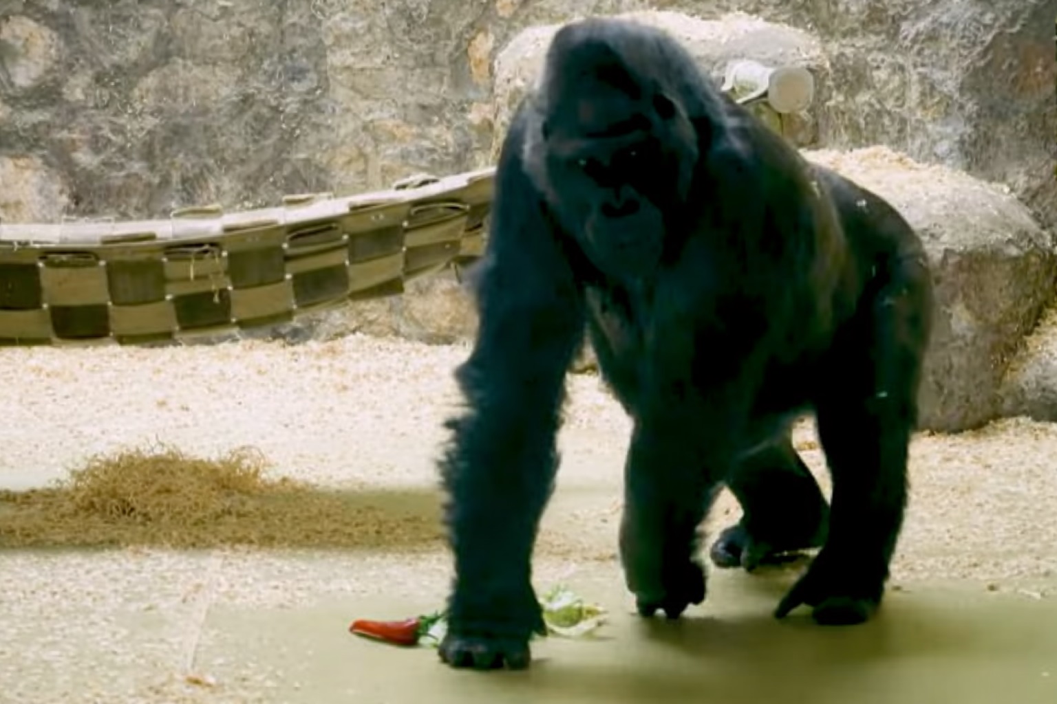 Criză la grădina zoologică din Kiev. Cum supraviețuiesc animalele sub amenințarea atacurilor aeriene