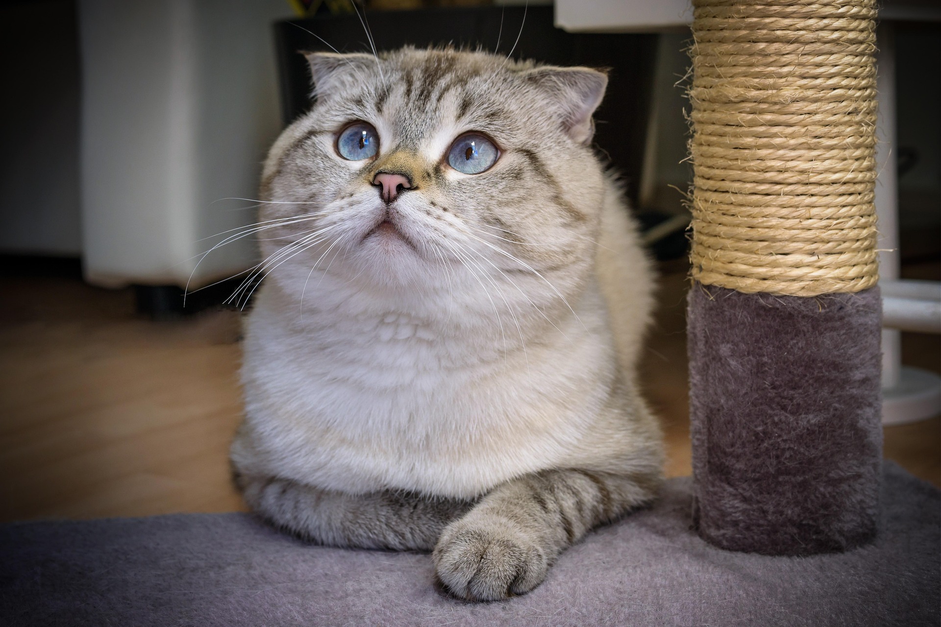 Pisica Scottish Fold