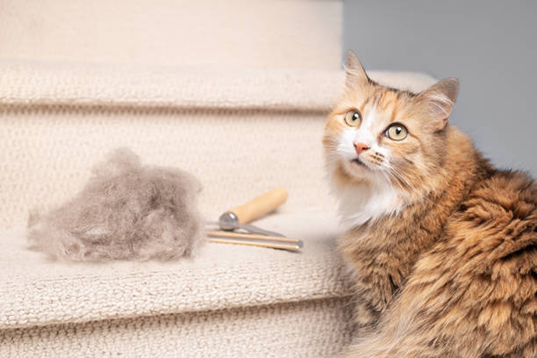 Cum să scapi de părul de pisică din casă. Trucuri simple