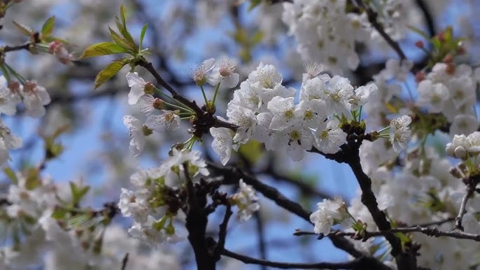 Horoscopul lui Dom’ Profesor,  22 ianuarie 2026. Despre speranță