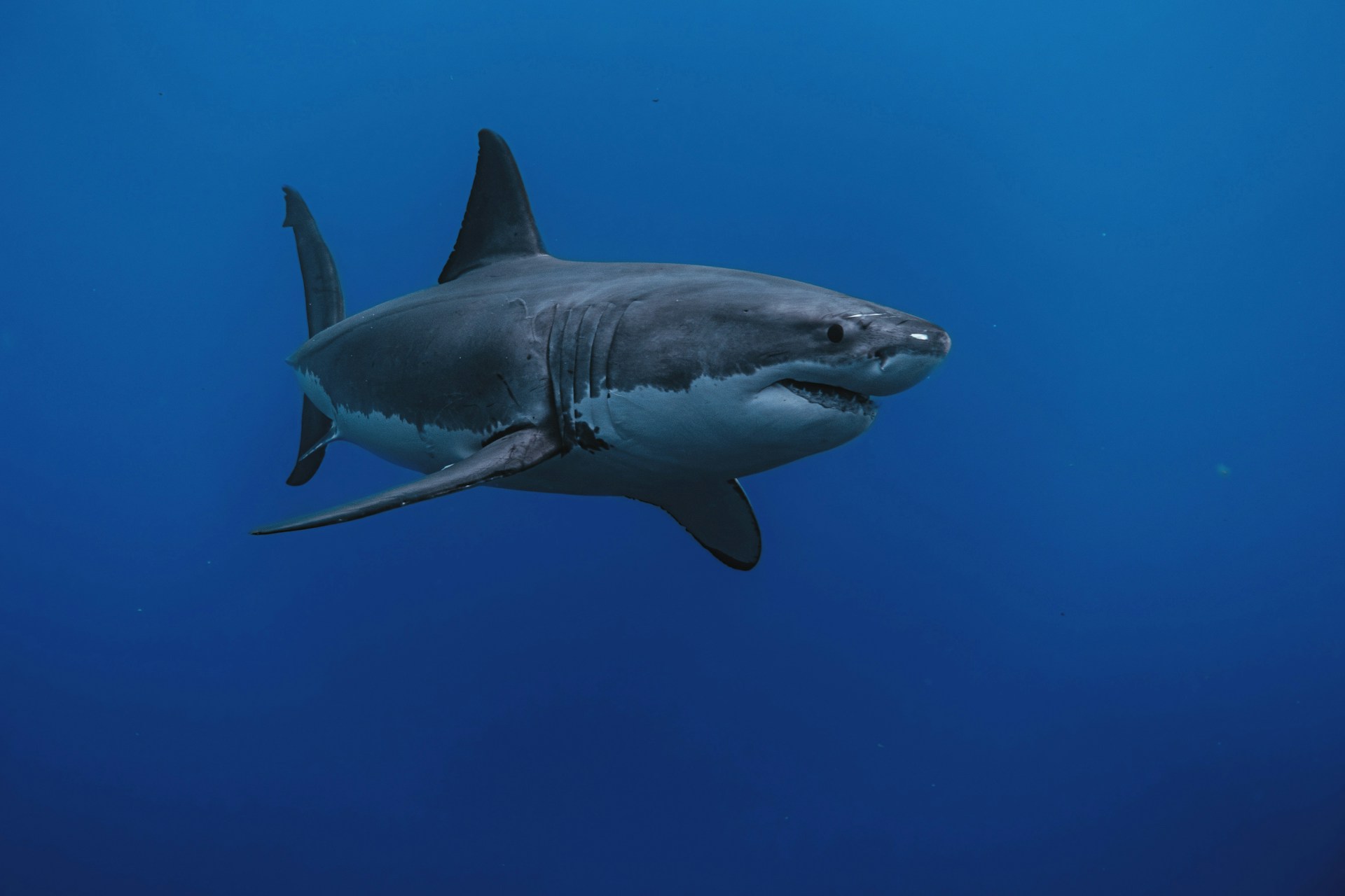 Patru atacuri ale rechinilor pe plajele din Sydney. Un copil de 12 ani a murit