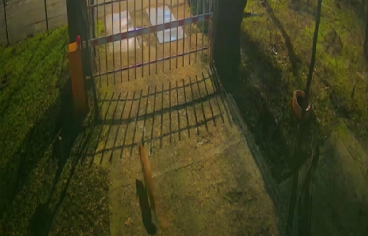 Vulpi surprinse în centrul Capitalei. Imagini înregistrate de camerele Muzeului Antipa