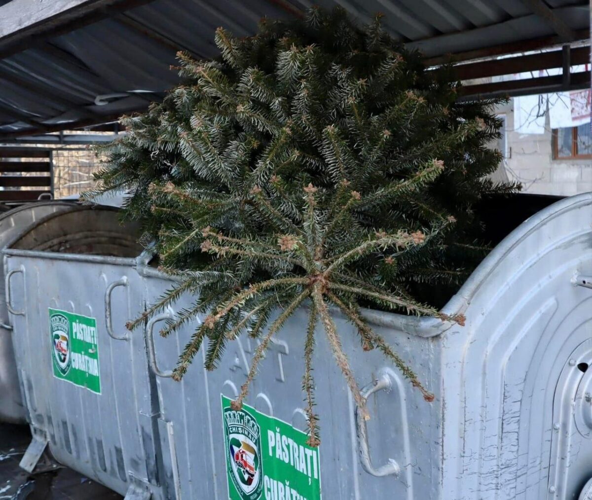 Toți brazii de Crăciun din Chișinău vor fi reciclați. Autoritățile explică unde trebuie depozitați și cum sunt reutilizați
