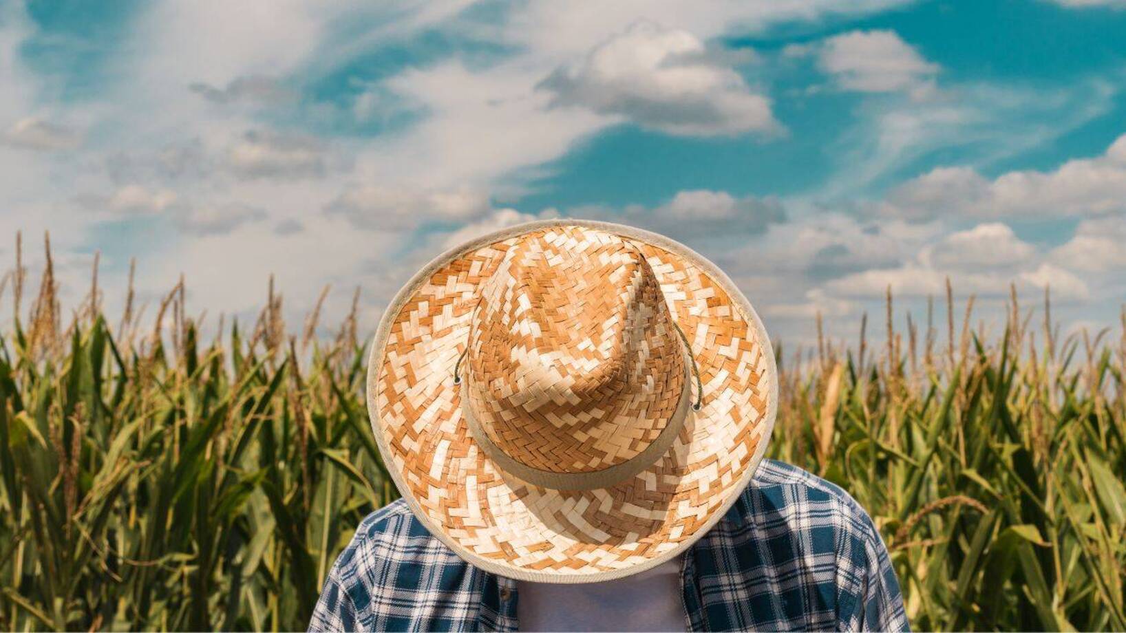 Paradox în agricultură: Recoltele abundente nu salvează fermele românești