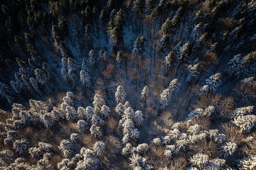 „Pădurea de Argint” și „Codrii de Aramă” din poezia lui Eminescu pot fi văzuți în realitate, în Parcul Natural Vânători Neamț