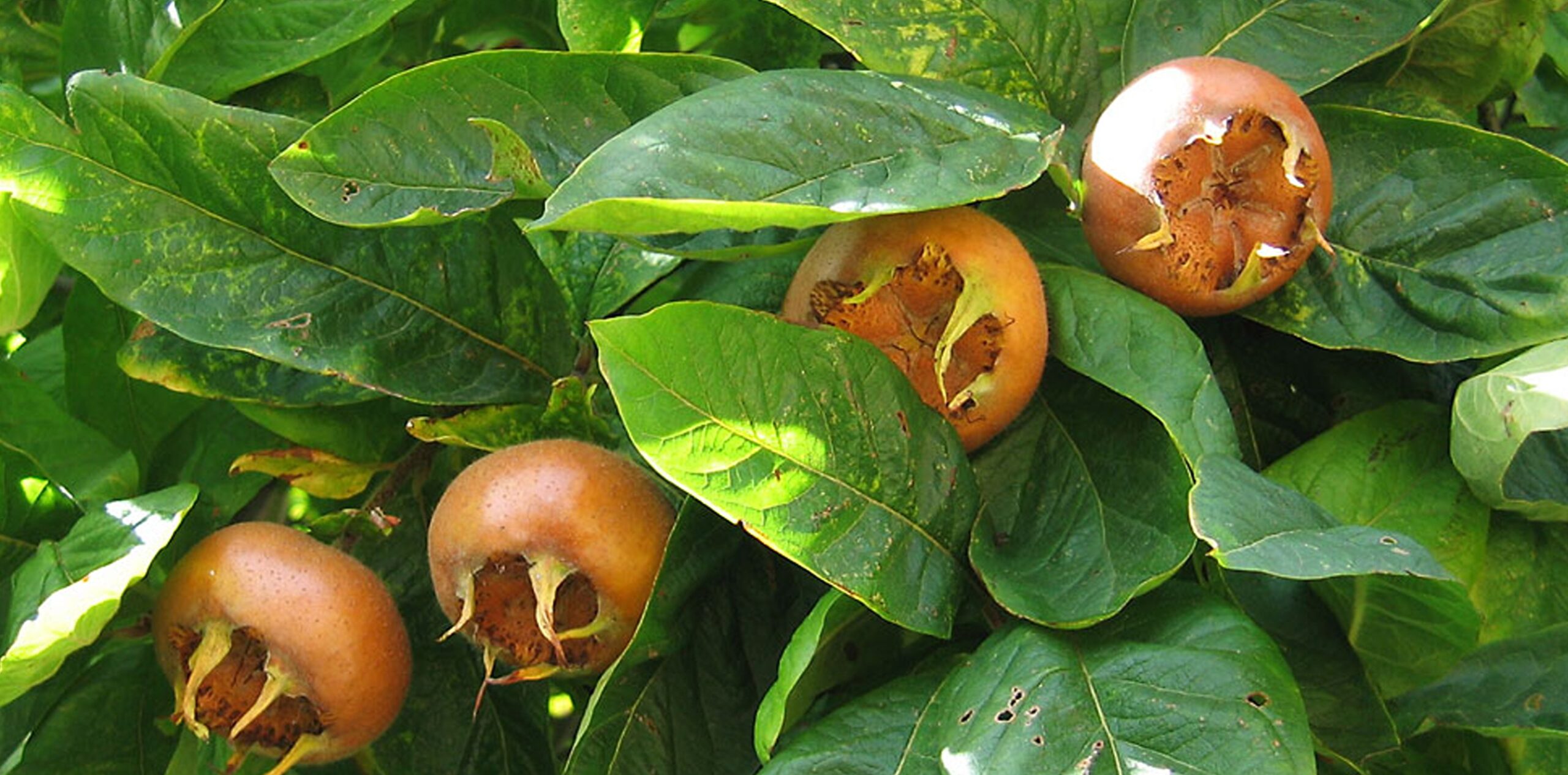 Moșmonul, pomul rustic care poate aduce venituri bune micilor producători