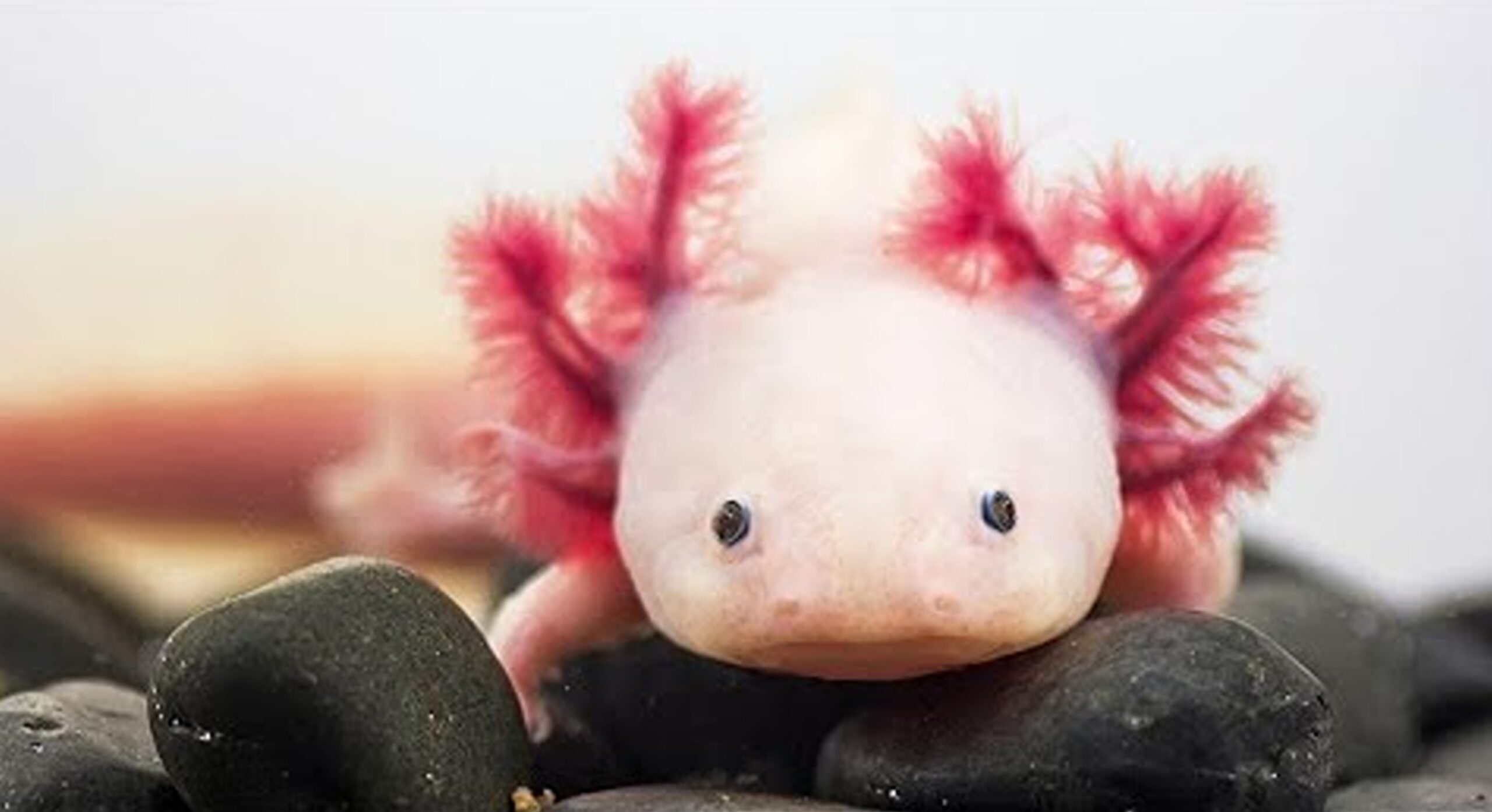 Cele mai ciudate animale din lume. Arată ca niște creaturi dintr-un film SF