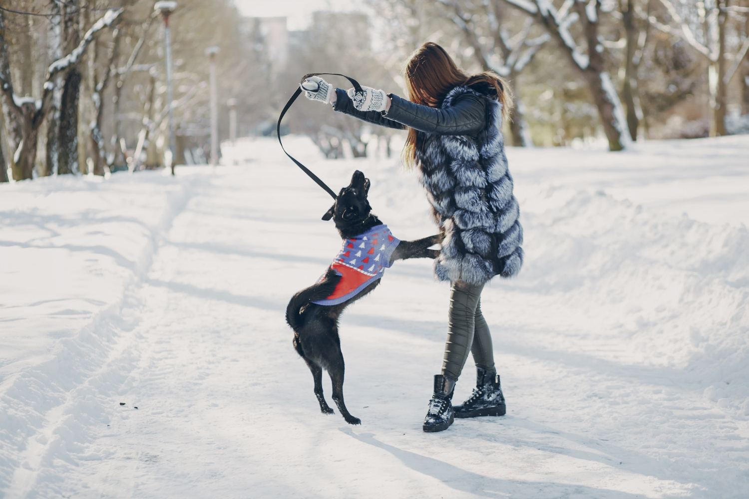 Ce obligații ai ca proprietar de animal de companie. Nerespectarea regulilor aduce amenzi
