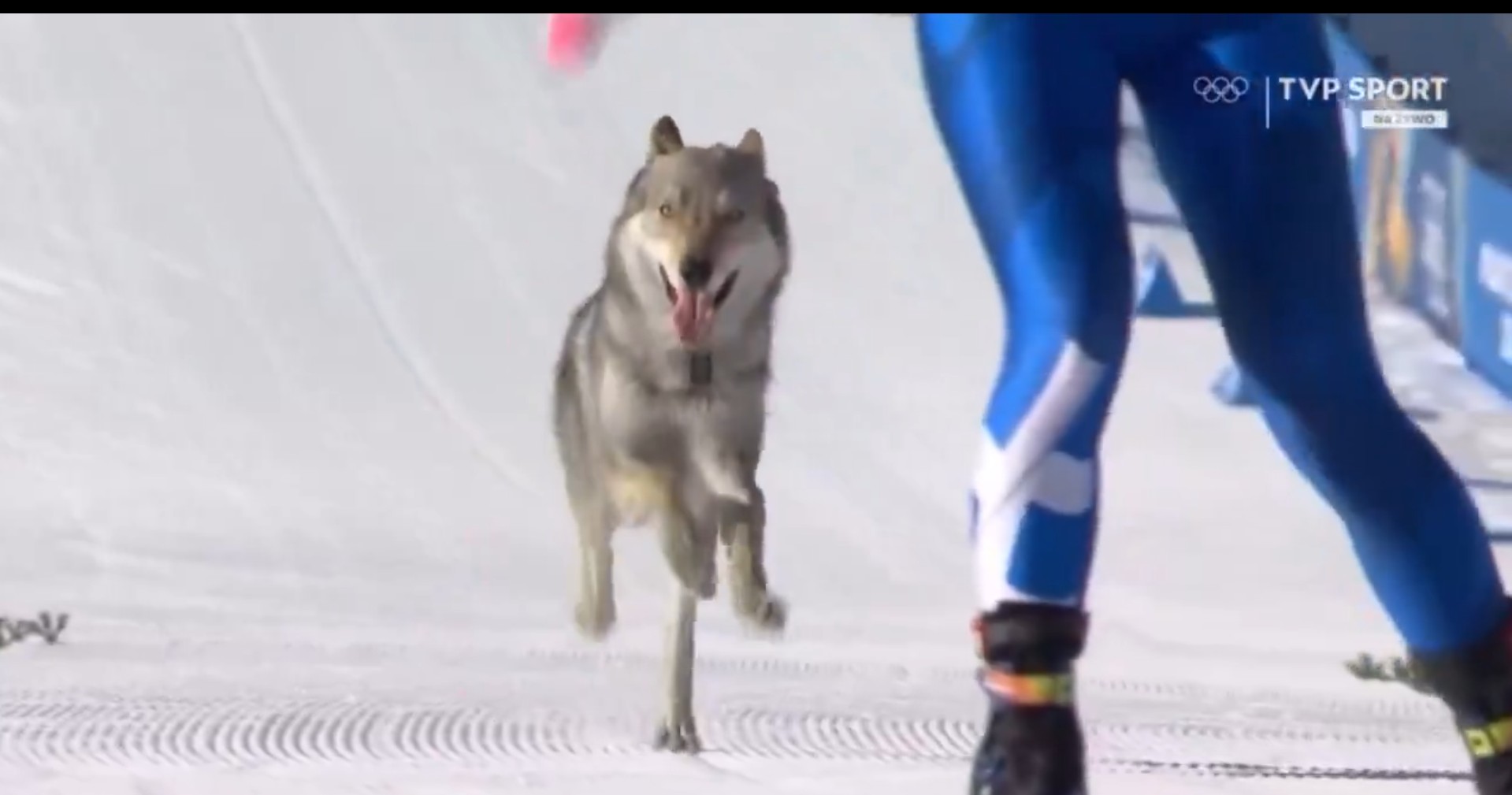 Apariție surpriză la Jocurile Olimpice de iarnă. Un câine a început să alerge alături de schiori