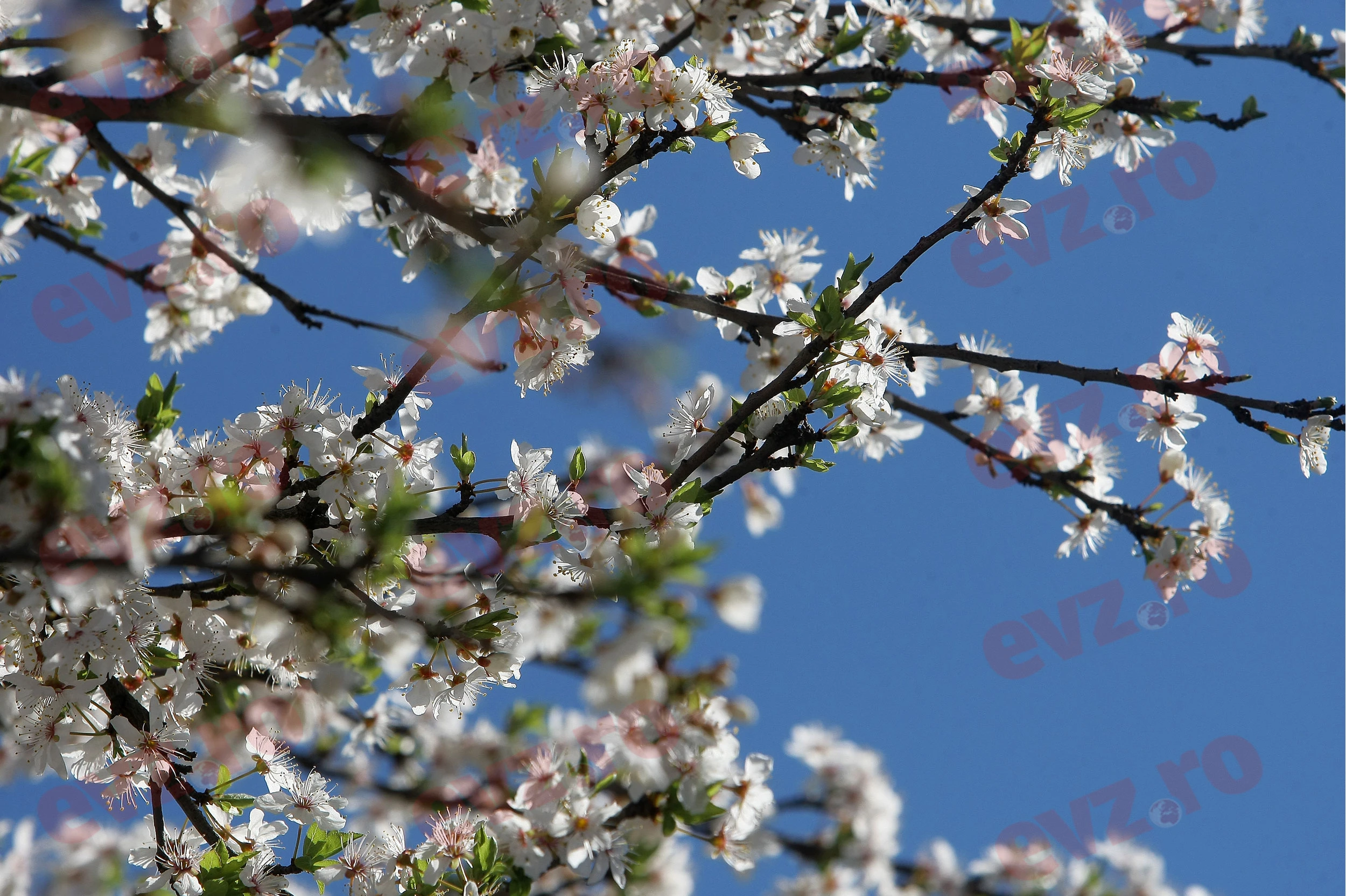 Cum va fi vremea de Paște. Meteorologii au actualizat prognoza pentru următoarele săptămâni