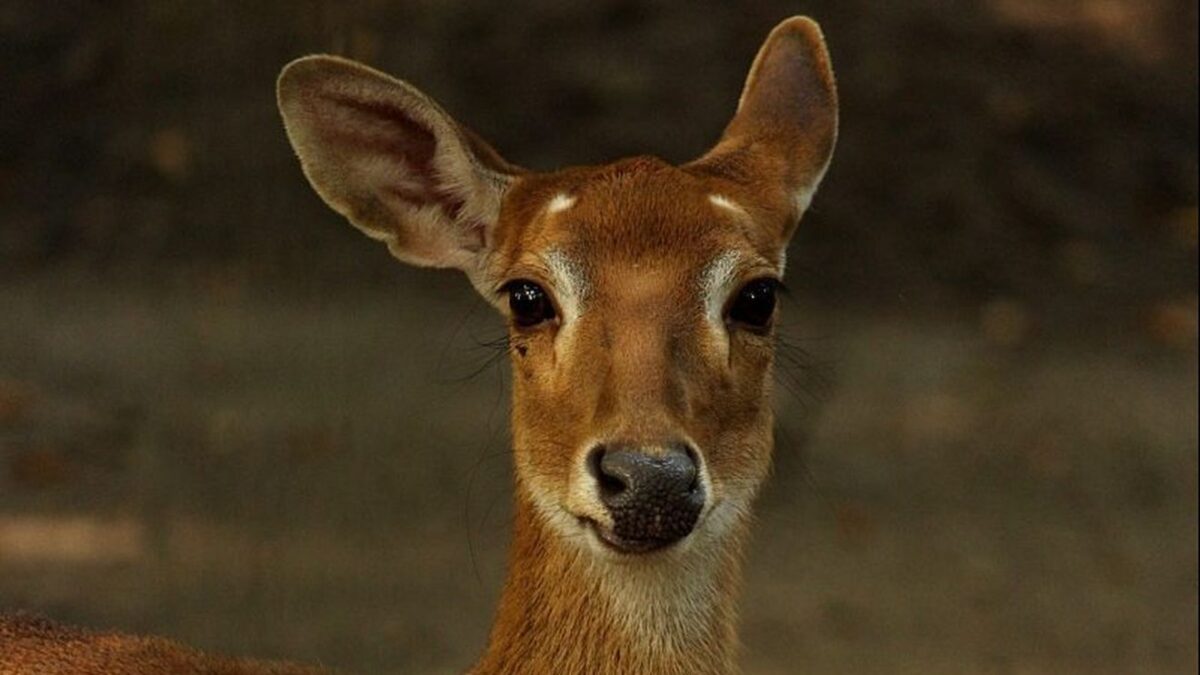 Horoscopul lui Dom’ Profesor,  20 februarie 2026. Cea mai bună mamică din lume