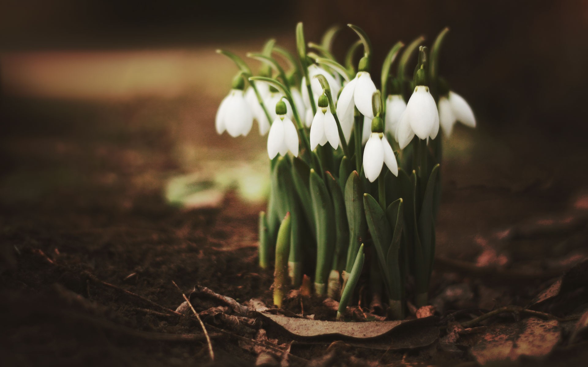 Horoscopul lui Dom’ Profesor,  24 februarie 2026. Dragobetele