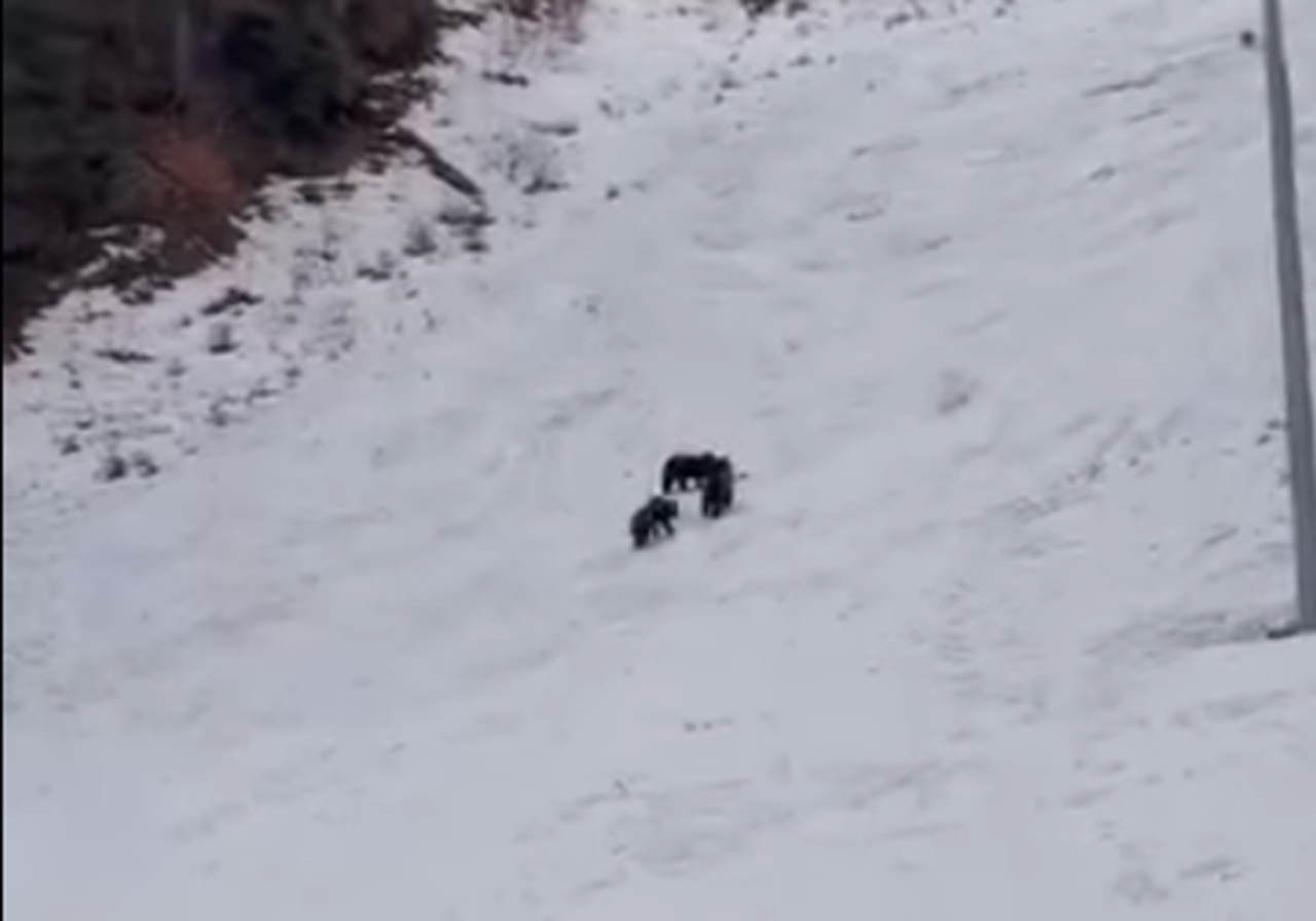 Ursoaică cu pui, lângă pârtia Lupului din Poiana Brașov. Avertismentul jandarmilor pentru turiști