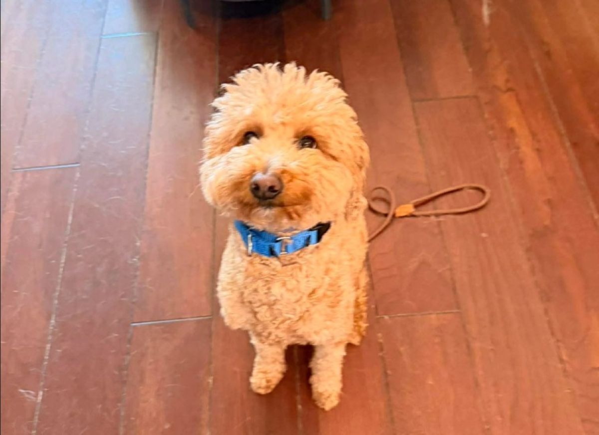 O femeie a fost arestată după ce și-a abandonat câinele pe un aeroport din Las Vegas