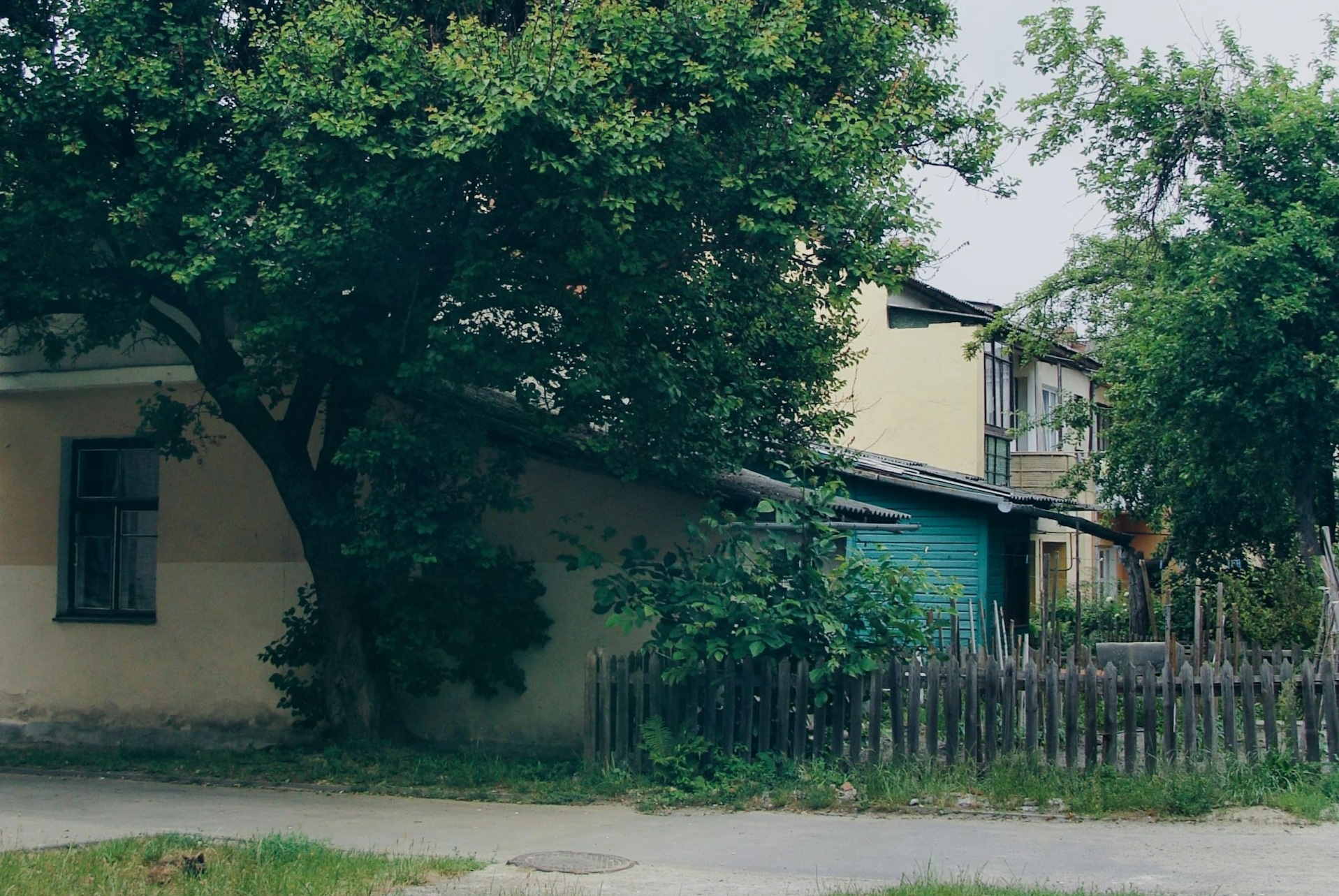 Greșeala care îi costă scump pe proprietarii de case. Ce spune legea despre pomii vecinului