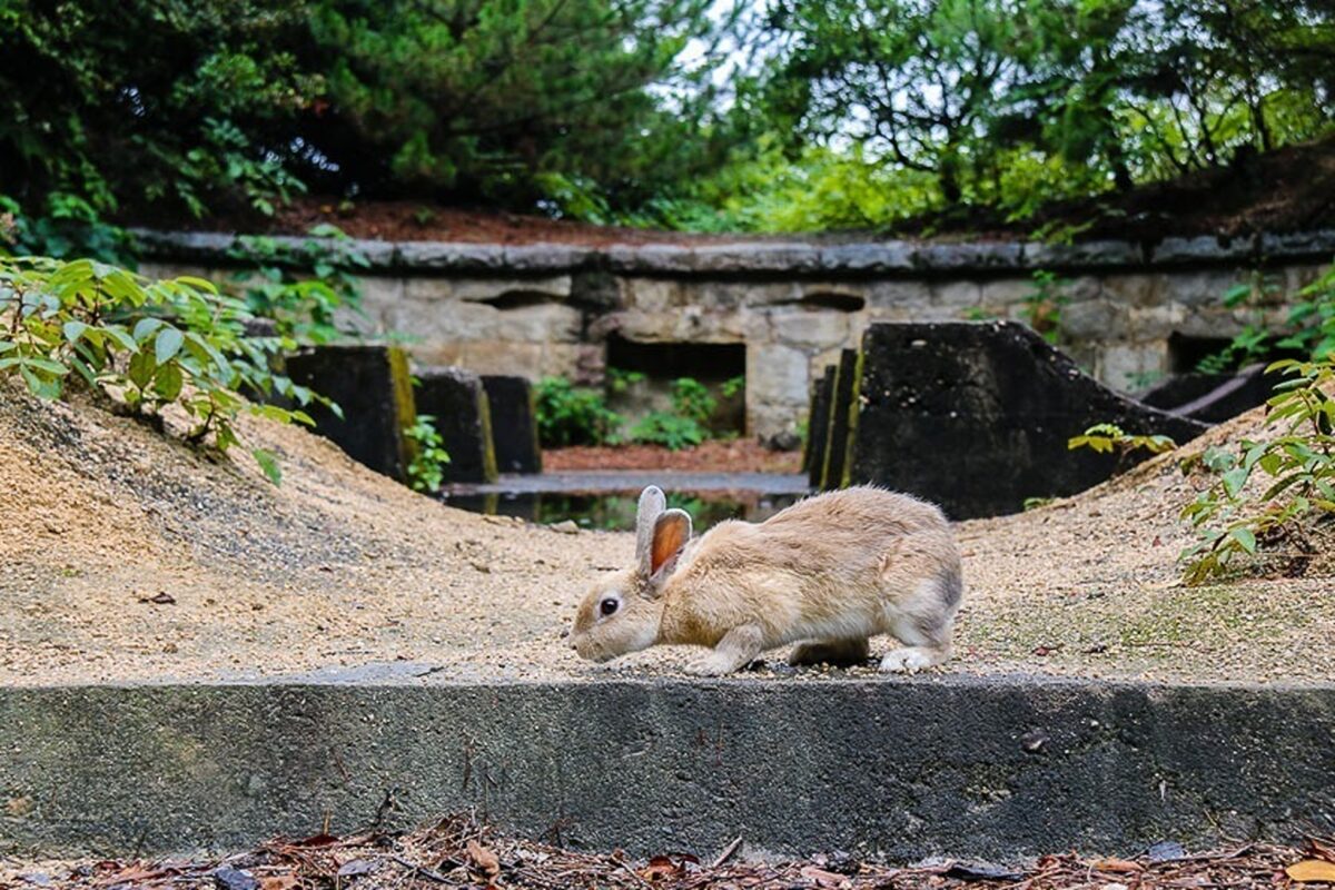 Regatul necuvântătoarelor. Locurile de pe Pământ unde animalele depășesc numeric oamenii