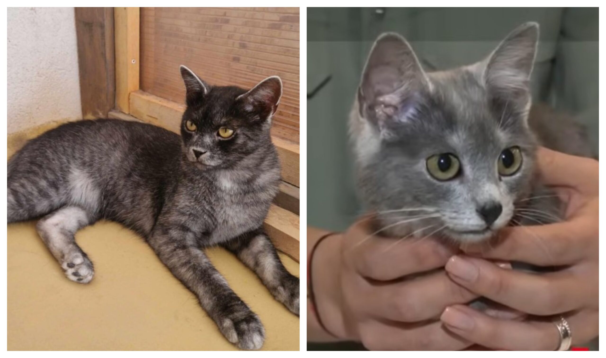 Cu cât se vinde și ce speranță de viață are Pisica Transilvană. E prima rasă românească de feline care devine un fenomen internațional