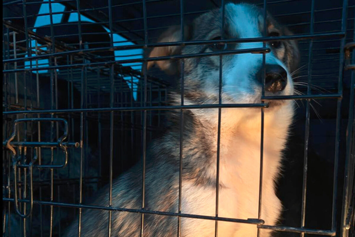 Protest la Parlament: Se cere stoparea eutanasierii câinilor și anchetarea abuzurilor din adăposturi