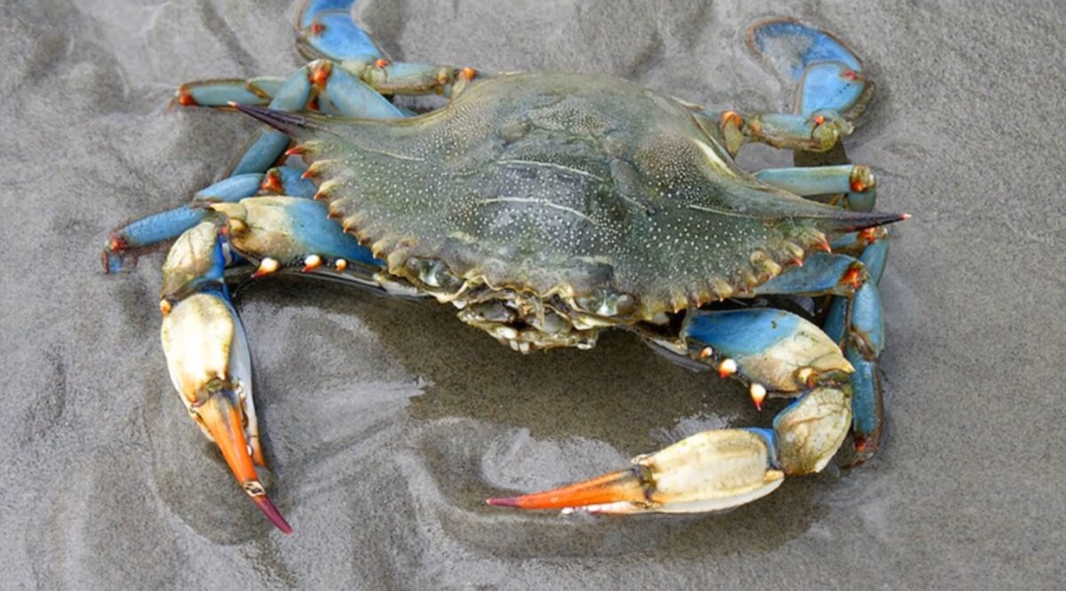 Exporturile de crab albastru din Venezuela, blocate. Industria rămâne fără principalul client