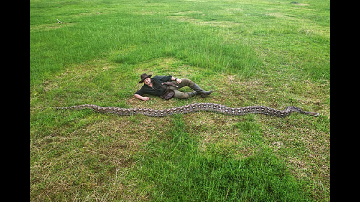 Cel mai lung șarpe sălbatic din lume. Baroneasa din Sulawesi are peste 7 metri