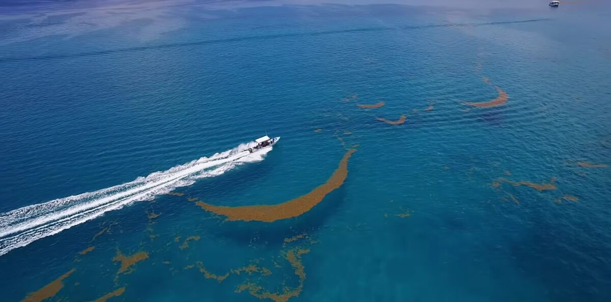 Cât te costă să pleci din București într-un loc unic pe pământ, Marea Sargaselor