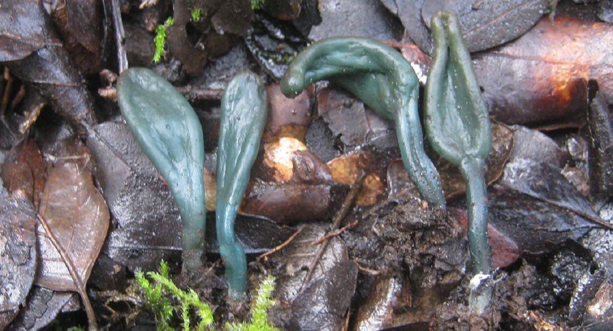 O descoperire uluitoare într-o rezervație naturală. Doar a doua apariție din Europa