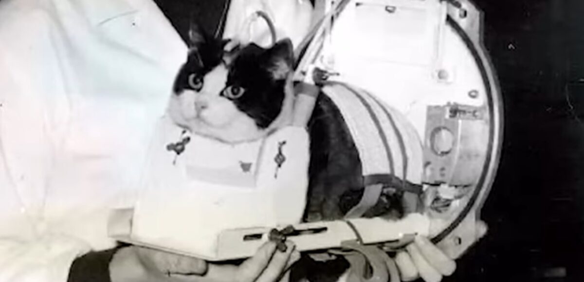 Singura pisică trimisă în spațiu. Povestea animalului care a fost antrenat pentru o misiune specială