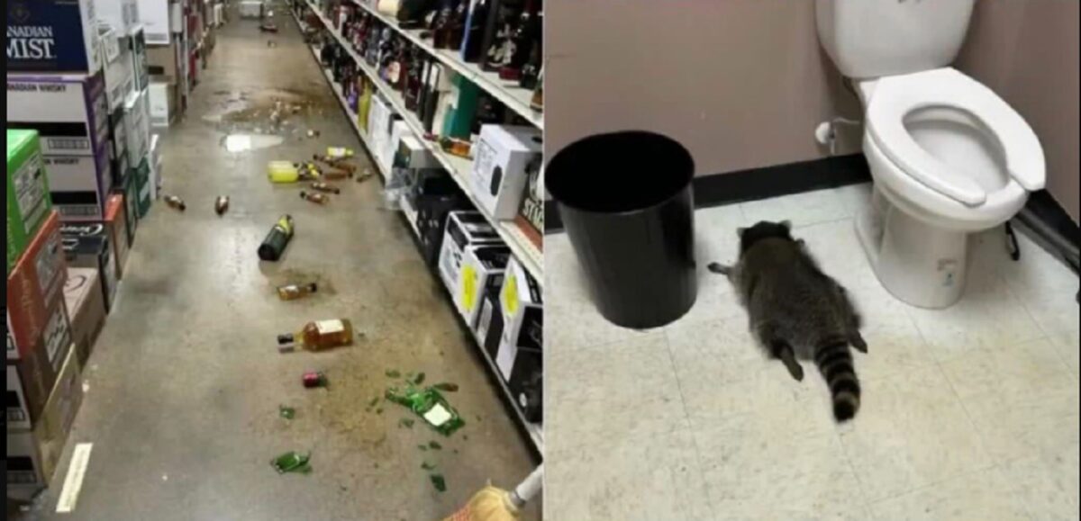 Un raton a fost găsit leșinat după ce a băut whisky și scotch. Animalul a provocat haos într-un magazin din Virginia
