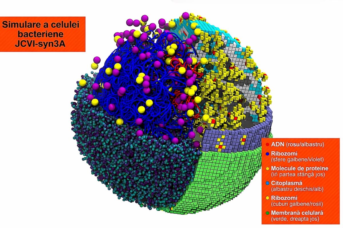 O celulă bacteriană, recreată virtual. Simularea care urmărește diviziunea pas cu pas