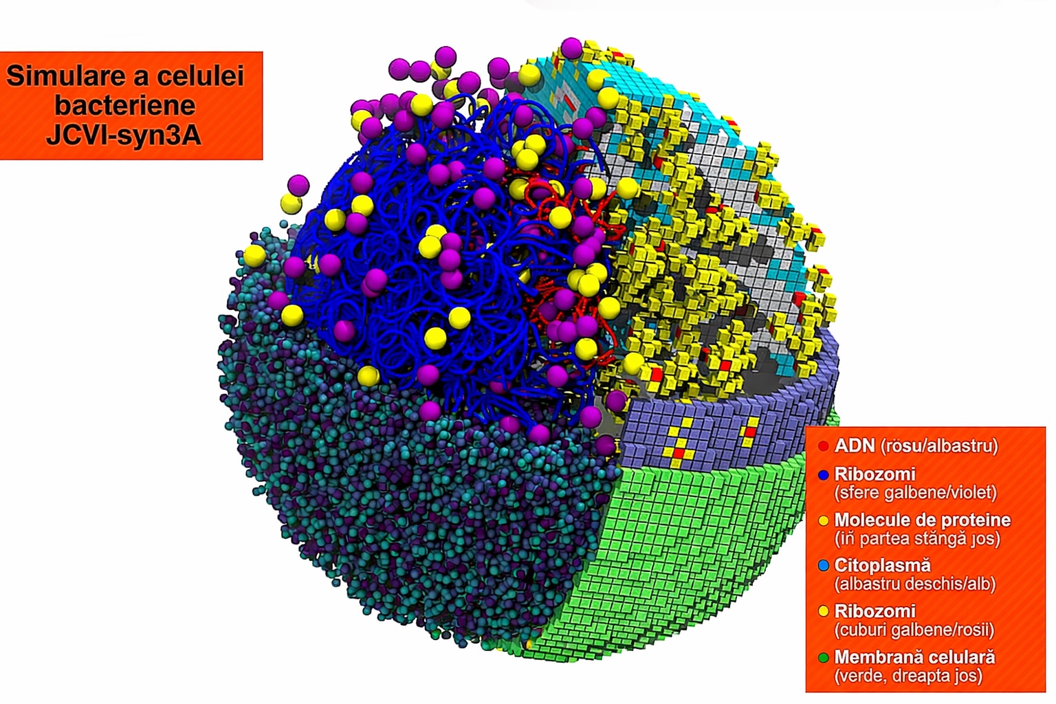 O celulă bacteriană, recreată virtual. Simularea care urmărește diviziunea pas cu pas