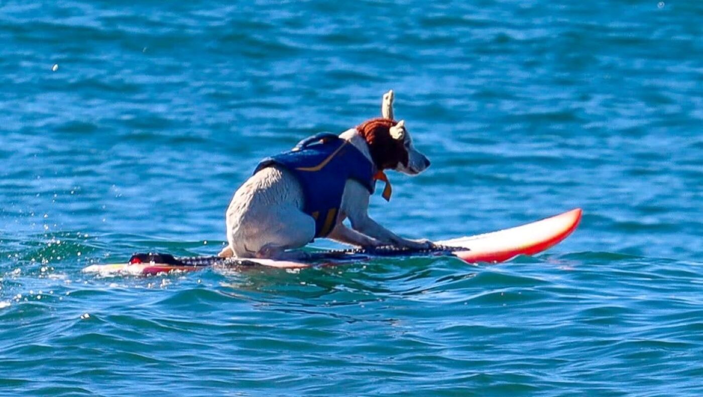 Sugar, câinele campion mondial la surfing, a murit la 16 ani. Povestea patrupedului care a cucerit valurile și inimile fanilor