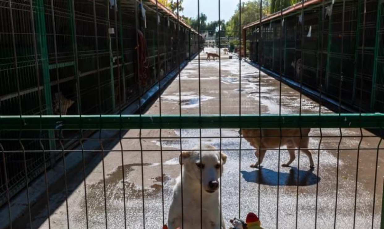 Ancheta legată de uciderea câinilor din adăposturi ia amploare. Două persoane, reținute în dosar